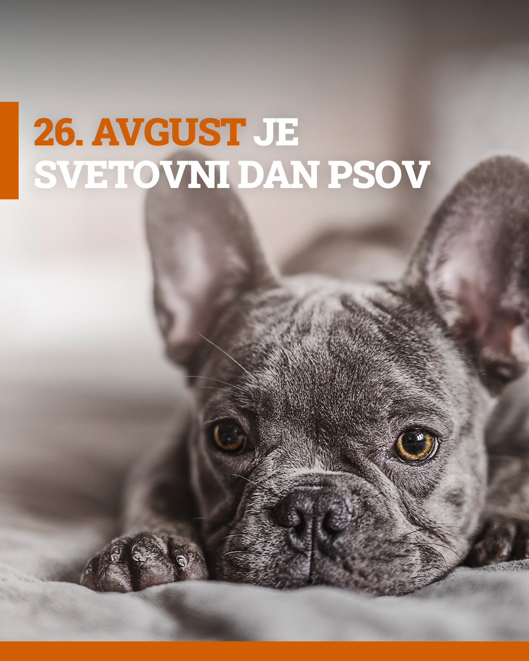 Objava: 26. avgust, svetovni dan psov